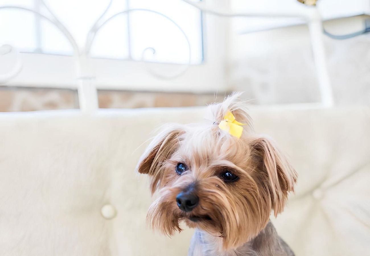 House in Albufeira - Portuguesa